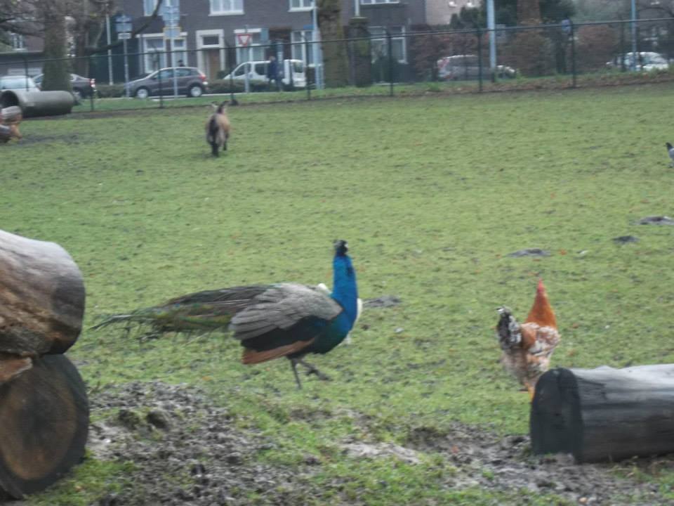 Sint-Martinus den XIIde - Winterkamp JVK '14